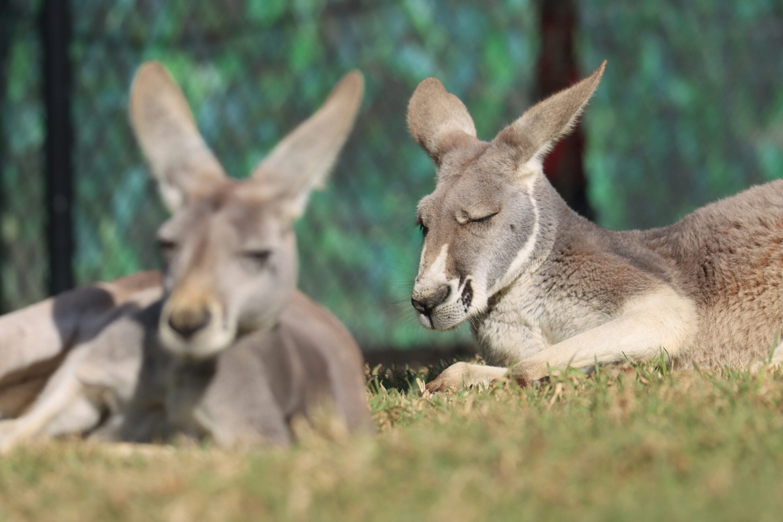 Exploring the Best Zoos in Metro Minnesota